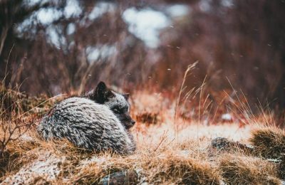arctic fox instructions