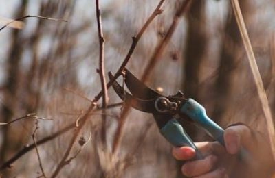 hedge trimmer manual