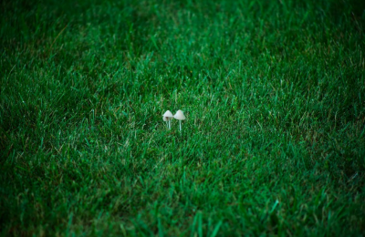 audubon field guide mushrooms