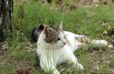 filetype:pdf cat